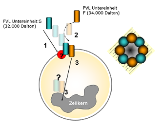 Bindung und Internalisation des PVL-Toxins an bzw. in Granulozyten