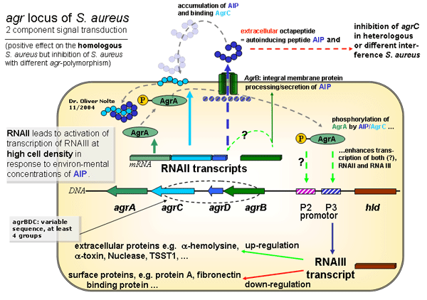 Genetik des agr-Genlocus (accessory gene regulator) von Staphylococcus aureus und regulatorische Effekte der Genprodukte, zusammengestellt aus publizierten Originalartikeln. 